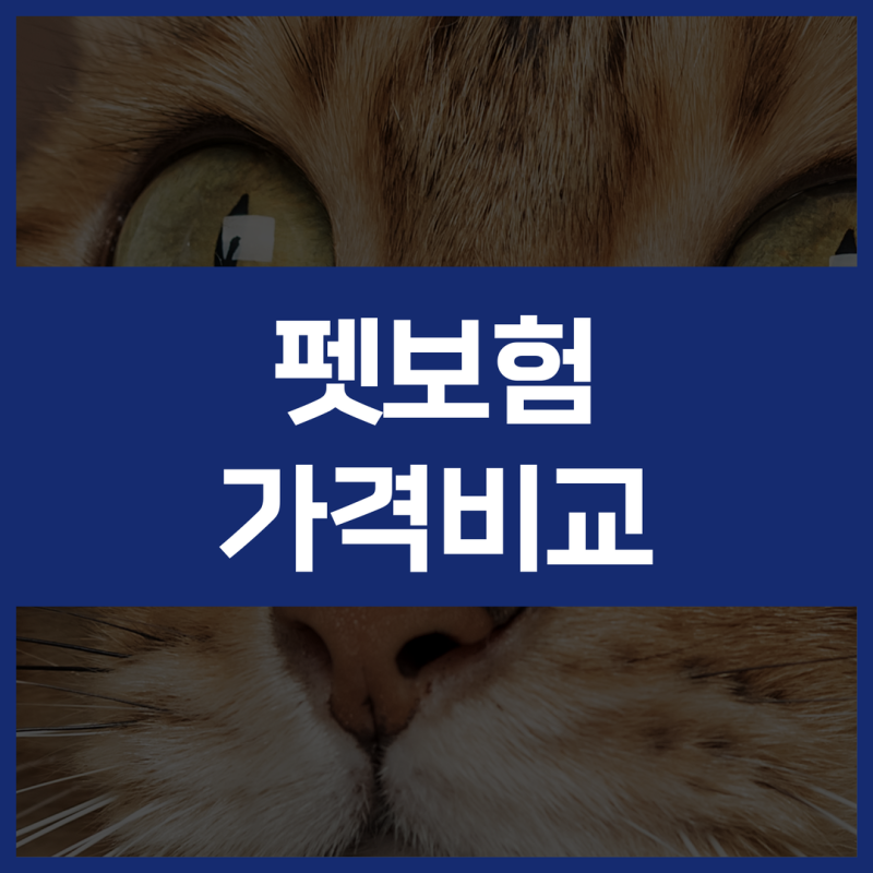 강아지 고양이 펫보험 가입 전 추천·가격·비교, 플랜비보험에서 확인할 기준