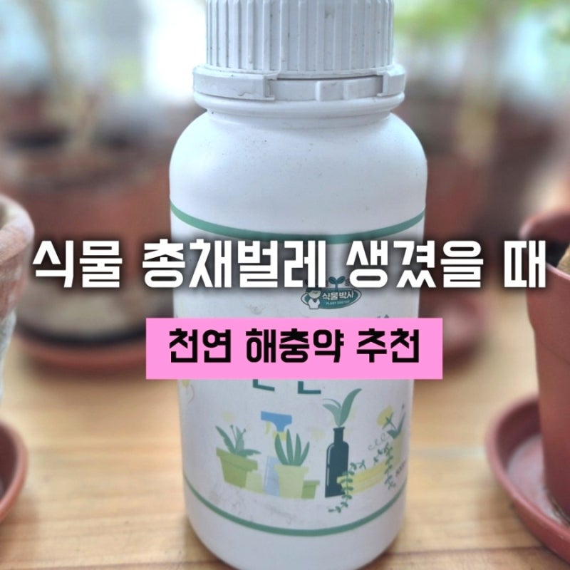 식물 총채벌레 퇴치법/천연 해충약 '한번에 싹'