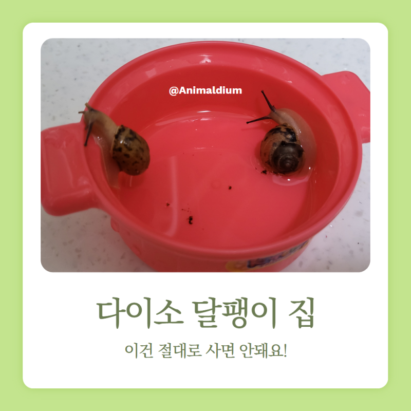 명주달팽이 다이소에서 집 소품 고르기 주의사항
