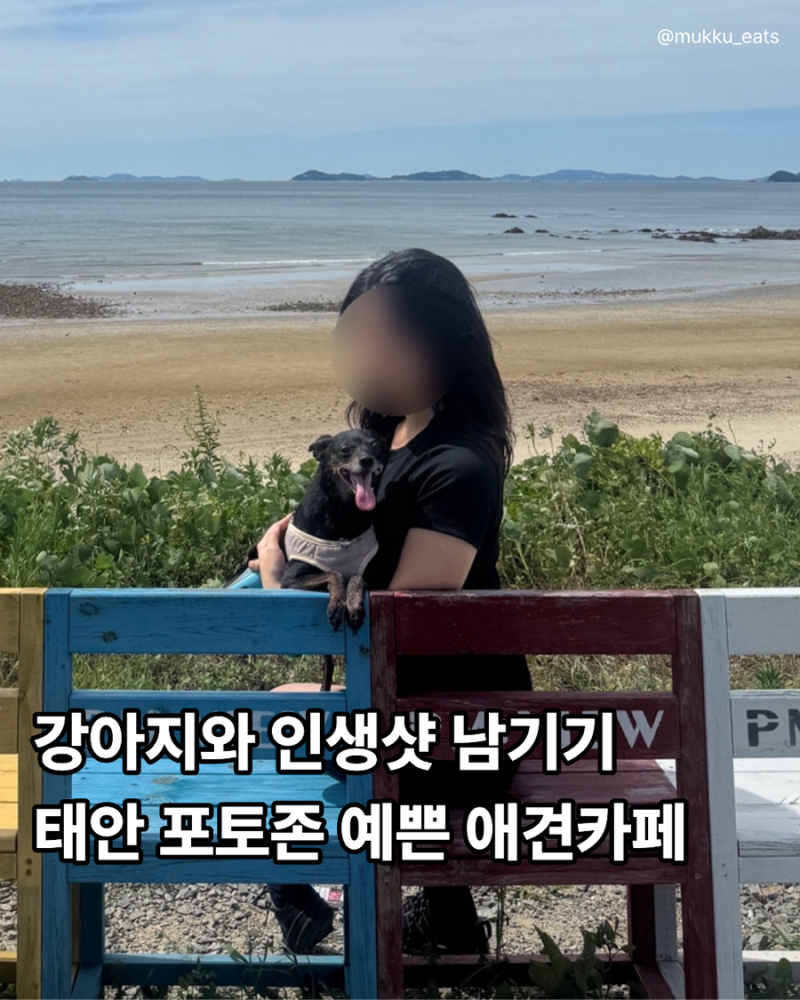 태안 가볼만한곳 안면도 애견동반 카페 피엠뷰 PM:View 밧개해수욕장 포토존