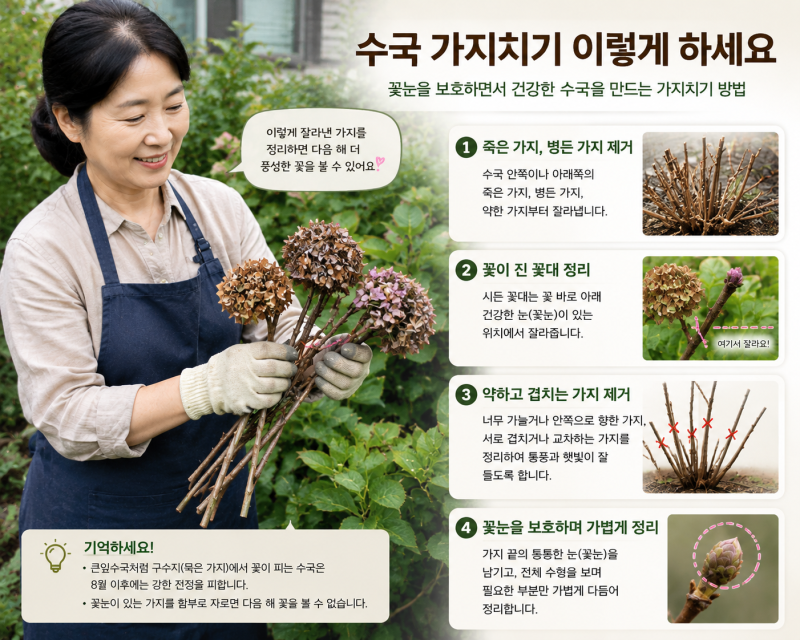 수국의 모든 것 ⑥ 수국은 언제, 어떻게 가지치기해야 할까?