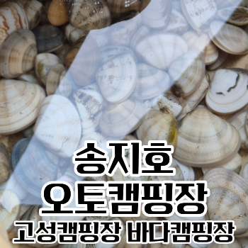 송지호오토캠핑장 조개잡이 파도 15번 명당 모기 실패없는 예약꿀팁 하나로마트