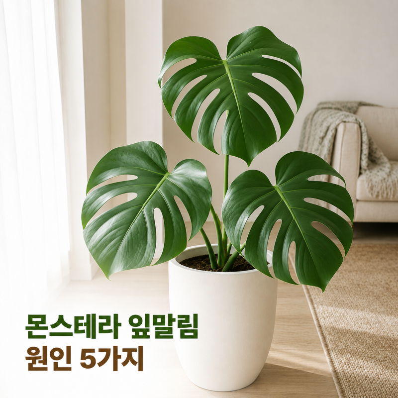 몬스테라 잎이 돌돌 말린다면? 물부터 주지 마세요! 키우기 꿀팁