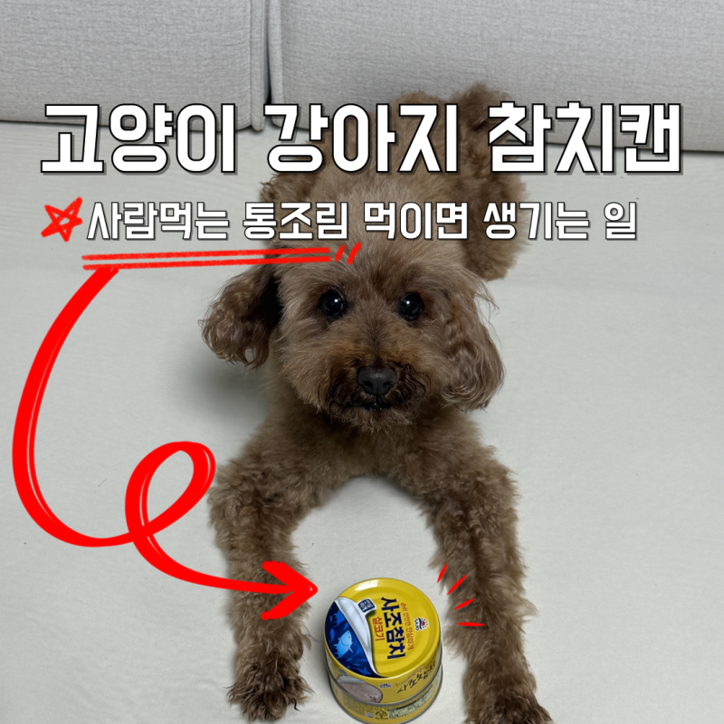 고양이 강아지 참치캔 통조림 먹이면 생기는 일