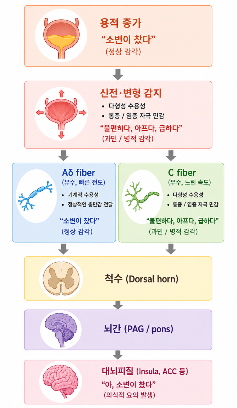 소변이 자주 마려운 이유: 뇌-방광 축의 이해