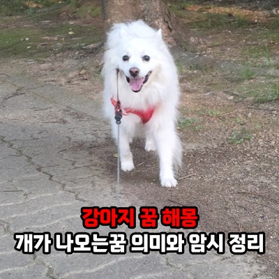 강아지 꿈 해몽, 개가 나오는꿈 길몽일까? 의미와 암시 정리
