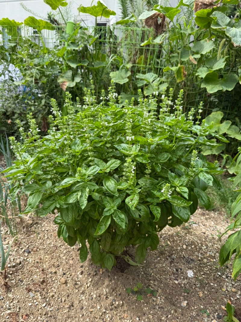 향긋한 허브의 대표 식물, 스위트 바질(Sweet Basil)이다. 바질의 분류·특성·키우기·수확·요리....