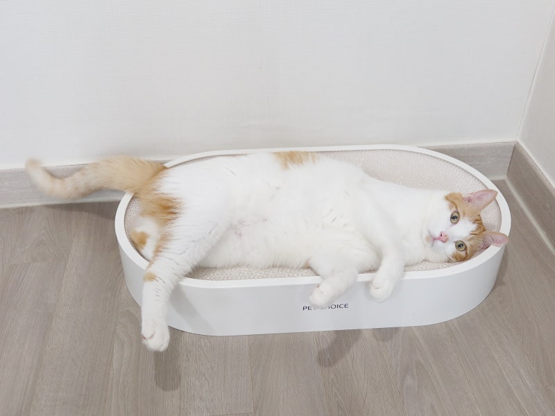 펫초이스 고양이 와이드 스크래처 쇼파 후기, 넓어서 긁고 누워서 쉬기까지 좋은 대형 스크....