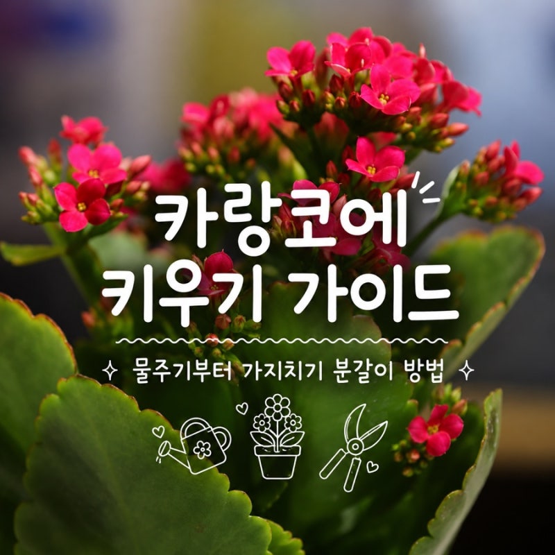 카랑코에 키우기 가이드, 물주기부터 가지치기 분갈이 삽목 방법