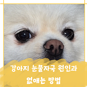 강아지 눈물자국 원인과 없애는 방법, 냄새까지 난다면?