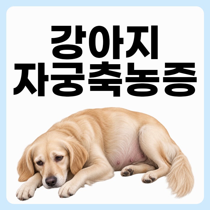 강아지 자궁축농증 증상 및 원인, 수술 비용은?