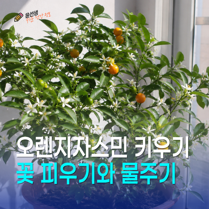 오렌지자스민 키우기, 꽃 피우기와 삽목 물주기