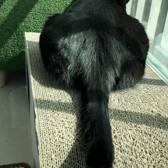 고양이 꼬리 언어 : 흔든다고 인사하는 거 아님