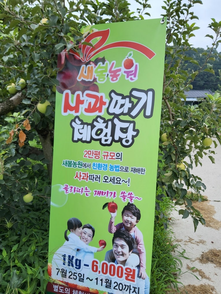 새봄농원 충주사과따기체험