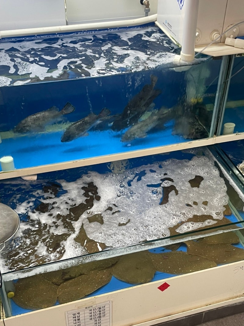 안산생새우 맛집 초장집 선부점｜활새우회 소금구이 선부동 횟집 추천