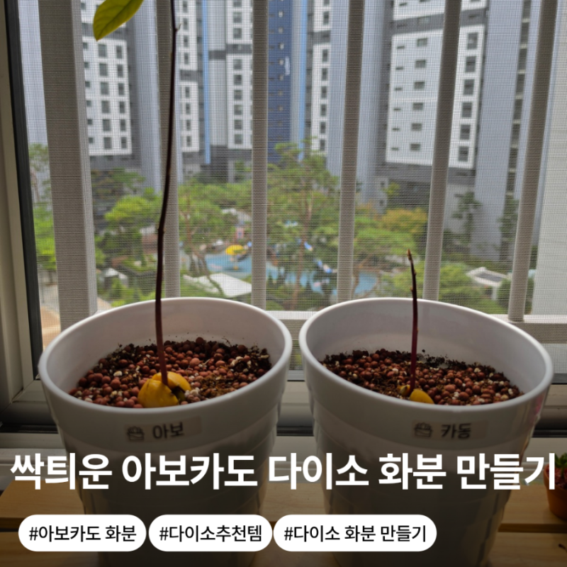 싹 틔운 아보카도 다이소 제품으로 화분 꾸며주기(품번 정리)