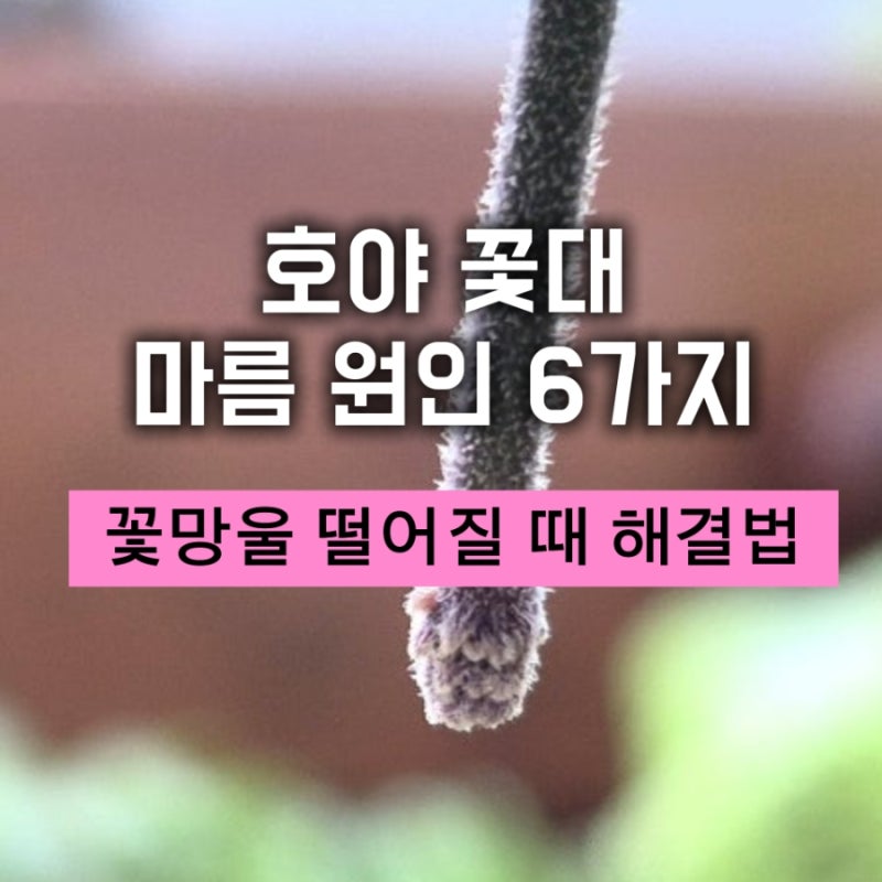 호야 꽃대 마름 원인 6가지/호야 마틸드 꽃망울 떨어질 때 해결법/호야 꽃대 절대 자르면 안 ....