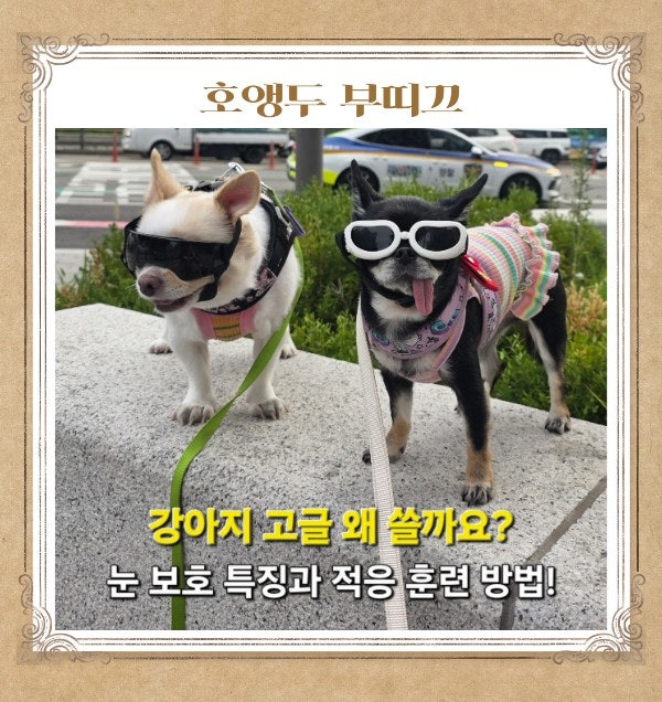 강아지 고글 왜 쓸까요? 눈 보호 특징과 적응 훈련 방법