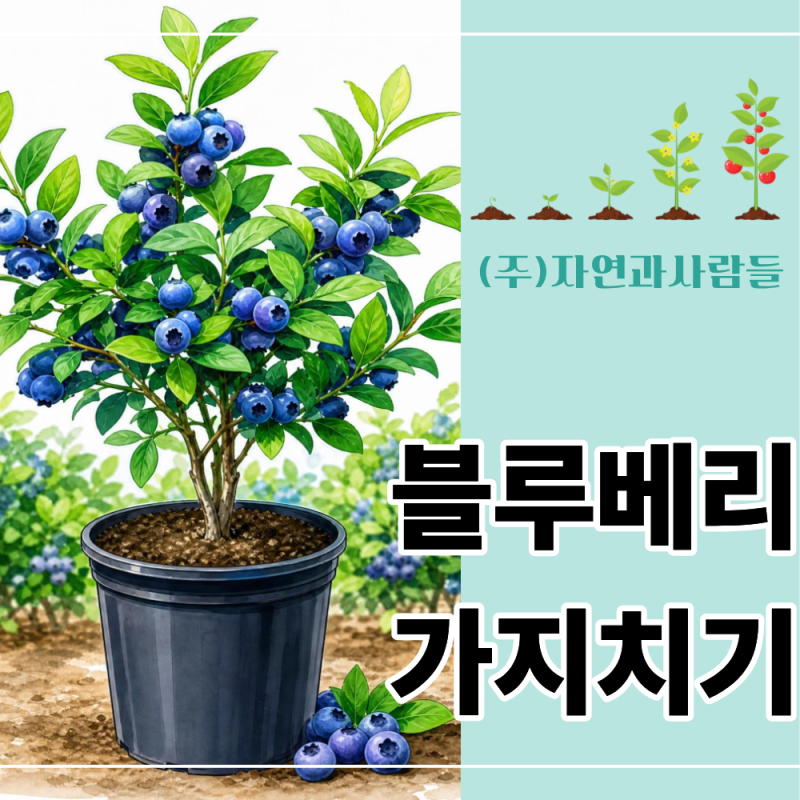 여름 지나면 블루베리 가지치기 언제 할까? 8월 전정 골든타임 정리