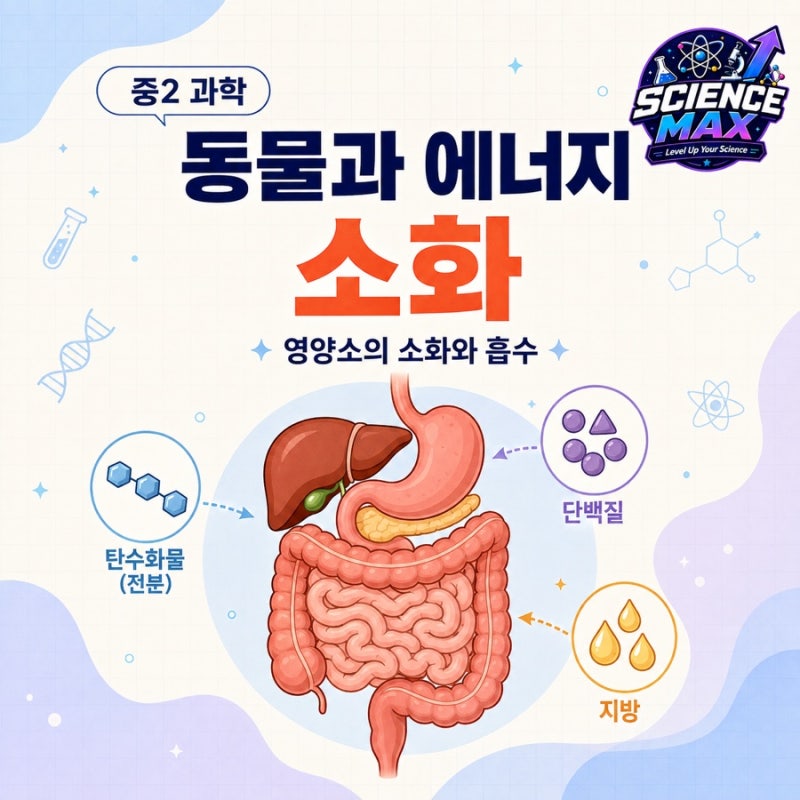 중2 과학 동물과 에너지｜소화와 흡수, 시험에 나오는 핵심만 한눈에 정리! _소화_아밀레이스....