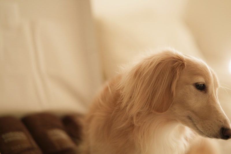 크림 장모 닥스훈트 털빠짐이 궁금하다면~ 보시면 고민 정리 끝!