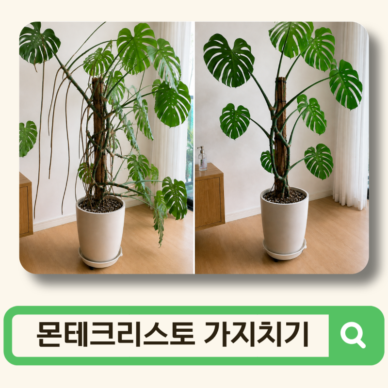 몬스테라 가지치기 방법. 어디를 잘라야될까?