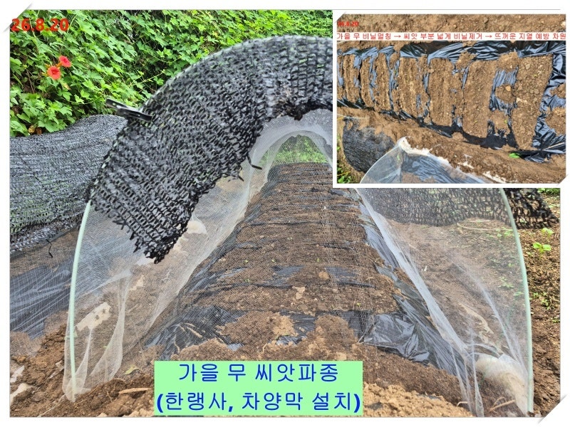 김장무 재배방법 총정리! 파종시기부터 수확까지 실패 없는 가을무 키우기