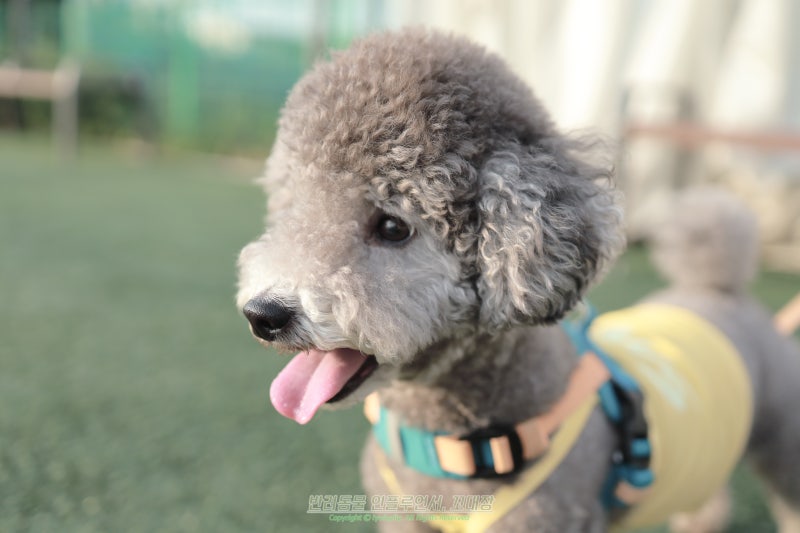 강아지 백내장 초기 증상, 안약은 언제 사용할까?