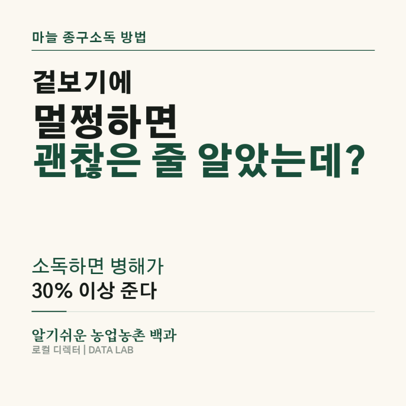 마늘 종구소독 방법…숨어 있는 '이것' 처리하면 30% 이상 병해를 막는다
