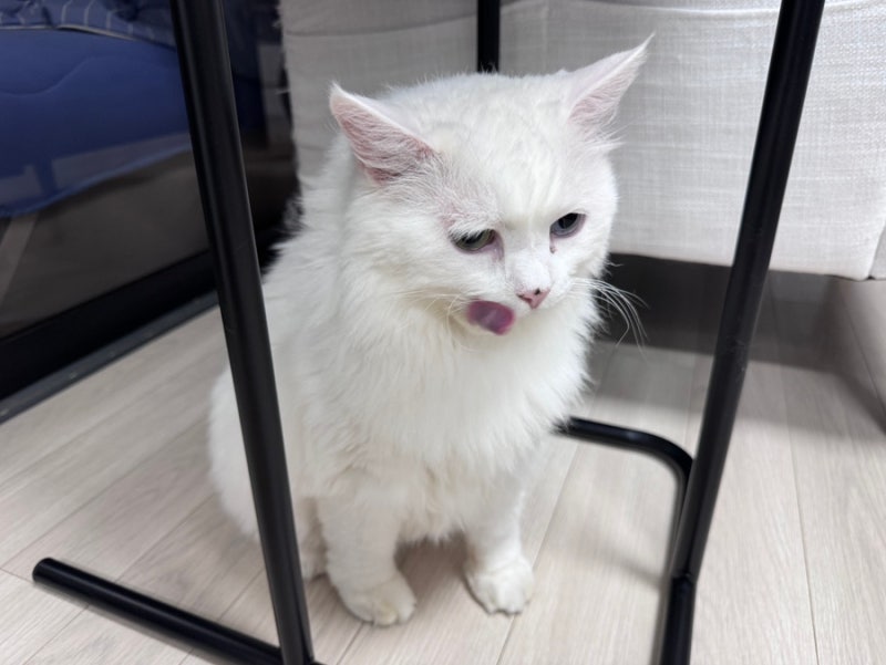 버니 간병 일기 #5. 고양이 신부전 영양제, 메디테리아 레날릭스 캡슐 액상 더블 케어 급여 후....