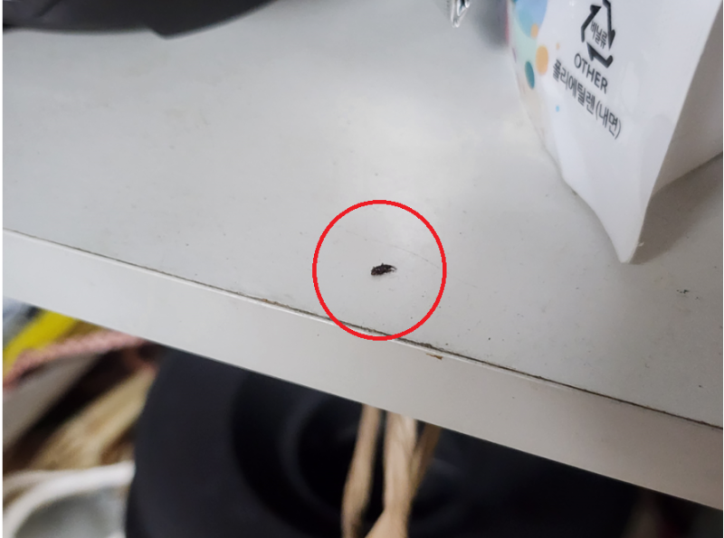 쌀벌레 퇴치제 종류별 효과 비교 및 확실하게 없애는법