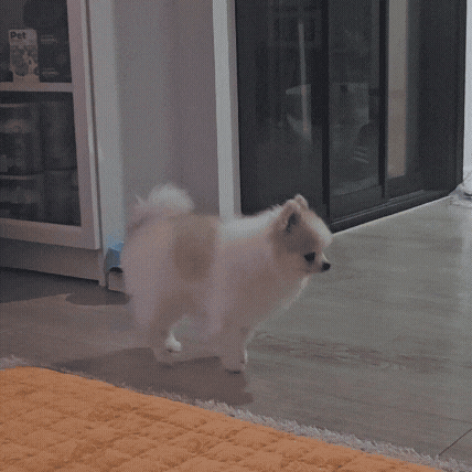 강아지 리브렐라 관절염 주사 치료, 관리 방법은?