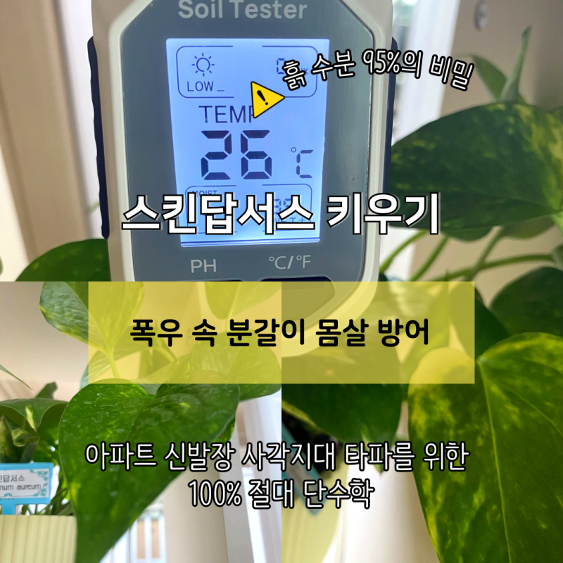 스킨답서스 분갈이 및 미세 기후 통제학