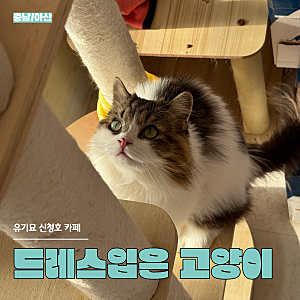 [충남/아산] 방축동 '드레스입은 고양이' 후기 | 유기묘 유기견 신정호 카페 추천 이색 데이트....