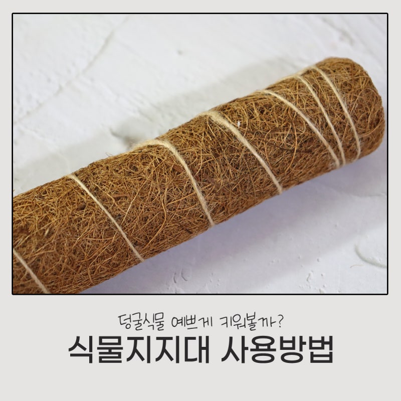 몬스테라 싱고니움 식물지지대 수태봉 사용법