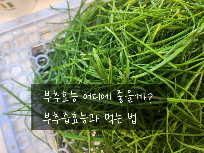 부추효능 ? 부추즙효능과 먹는 법