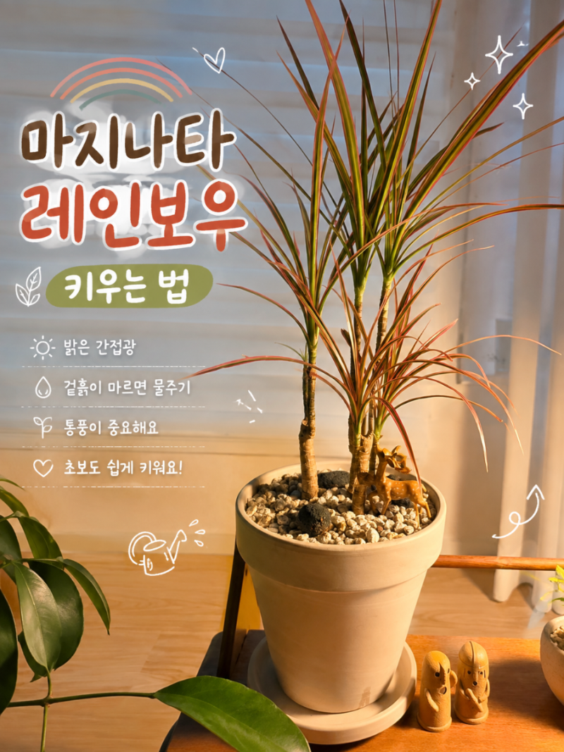 마지나타레인보우 키우는법 드라세나마지나타 물주기 드래곤트리 실내공기정화식물 총정리