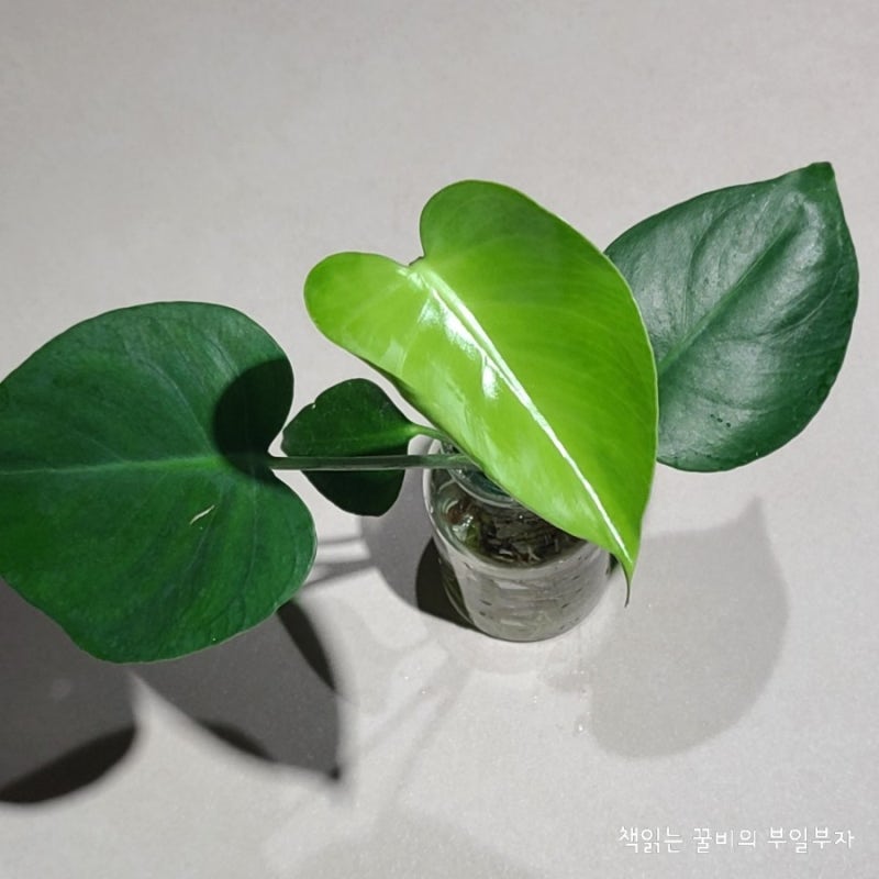 수경재배 2개월만에? 몬스테라와 더피 고사리에 신엽이 올라왔어요.