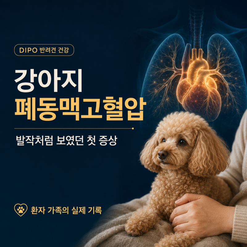 강아지 폐동맥고혈압, 발작처럼 보였던 첫 증상｜13살 푸들 첫째의 기록
