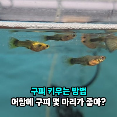 구피 키우는 방법, 개체수가 늘었을 때 문제와번식 줄이는 법, 어항에 몇 마리 열대어 구피 ....