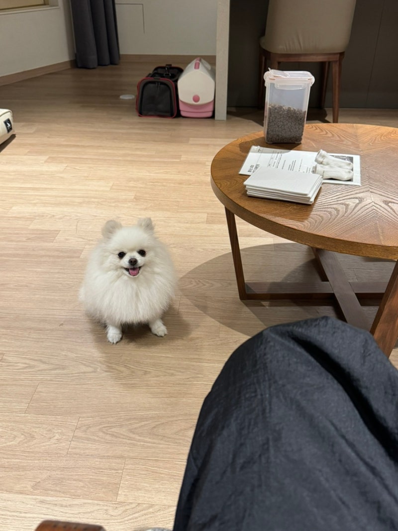 강원도 평창 휘닉스파크 애견동반숙소 리조트 블루동 (스카이 로얄)+휘닉스 배달주문맛집
