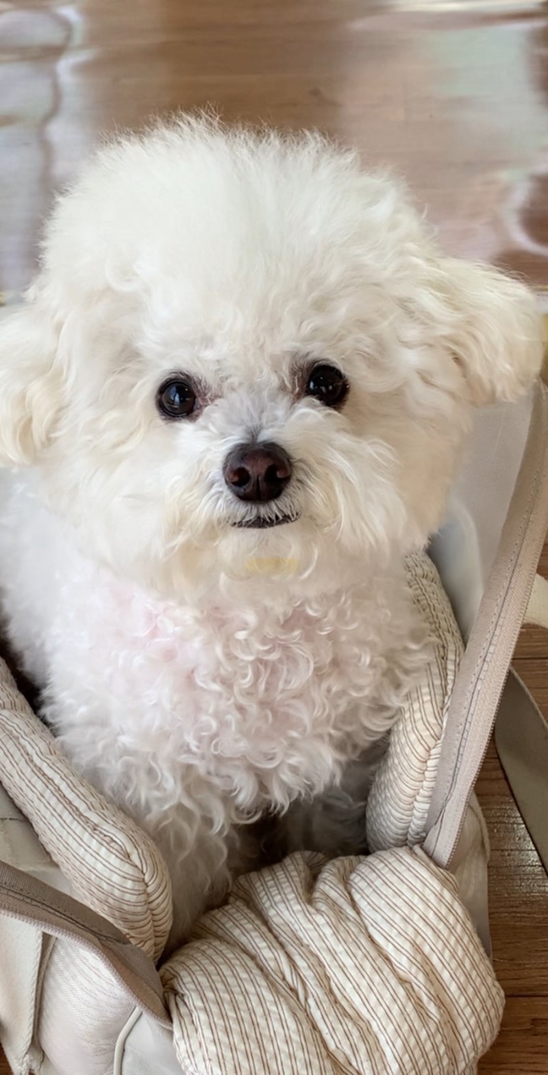 강아지 눈 다래끼 터짐 사람 연고 발라줘도 되나요?