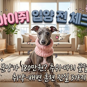 이탈리안 그레이하운드(아이쥐) 분양가 180만원? 추위·골절 취약·입양 전 필수 체크 3가지 (....