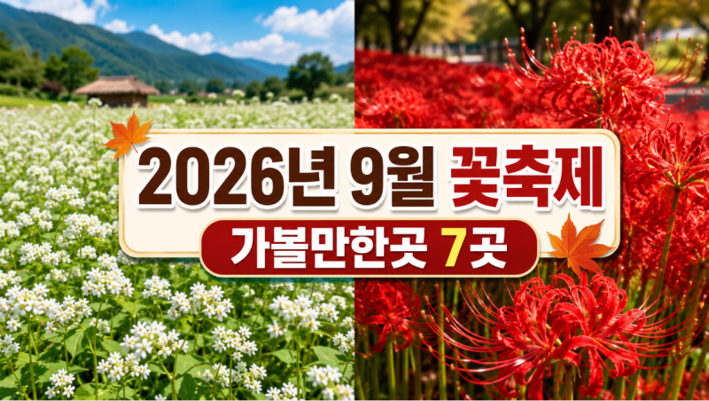 2026년 9월 꽃축제·꽃구경 명소 7곳｜메밀꽃·상사화·핑크뮬리·코스모스