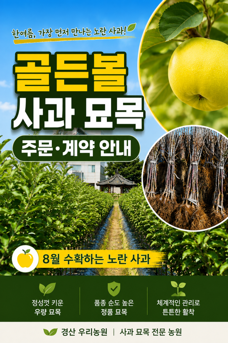 골든볼 사과 묘목 주문·계약 안내, 8월에 수확하는 노란 사과 골든볼