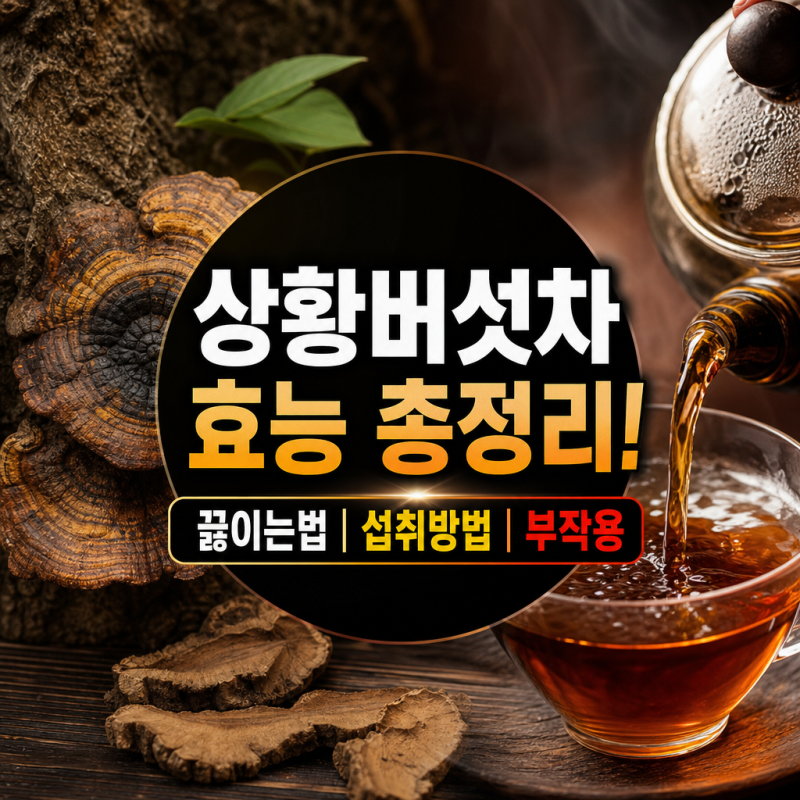 상황버섯 차 효능 효과 섭취방법 부작용 주의할 점 총정리