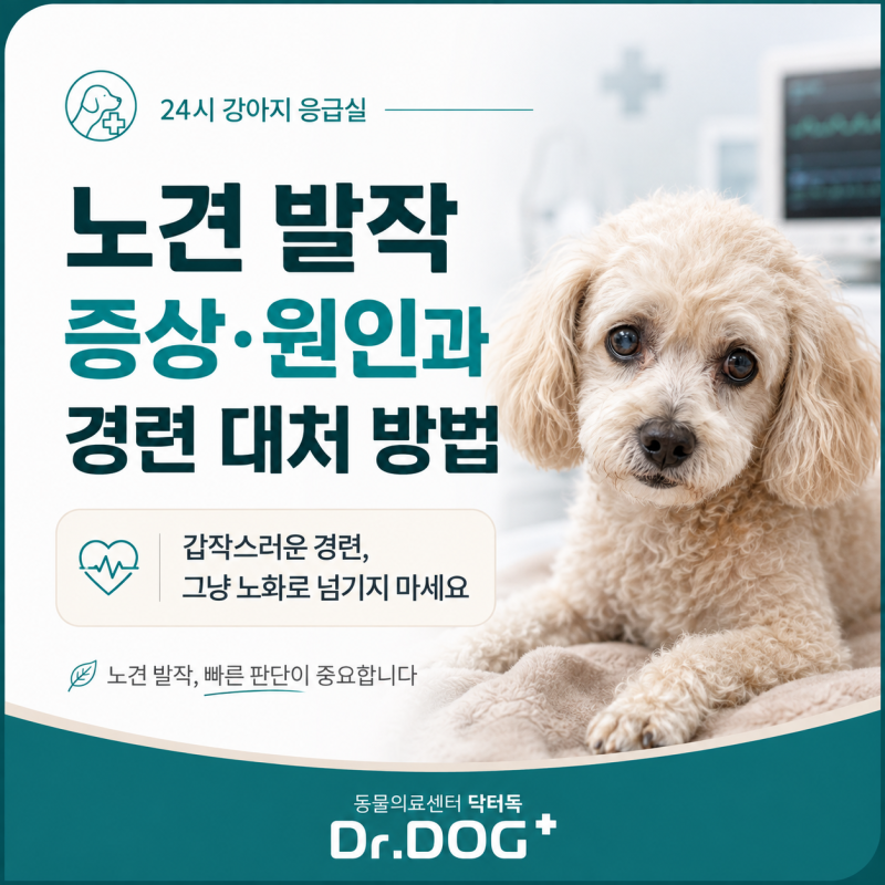 노견 발작 증상·원인과 경련 대처 방법, 24시 강아지 응급실｜일산 닥터독동물병원