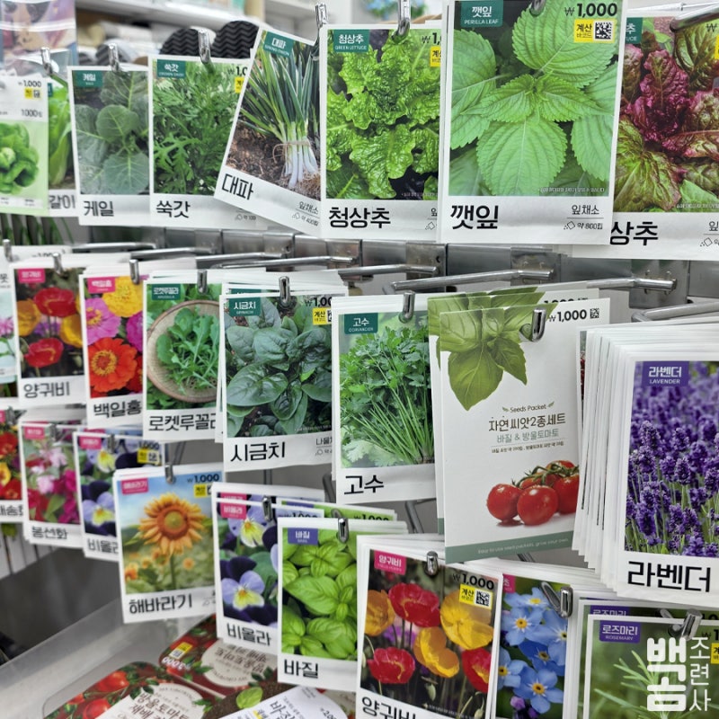 다이소 씨앗 종류 총정리! 꽃 열매 채소 허브 파종시기·발아온도·발아기간까지 한눈에