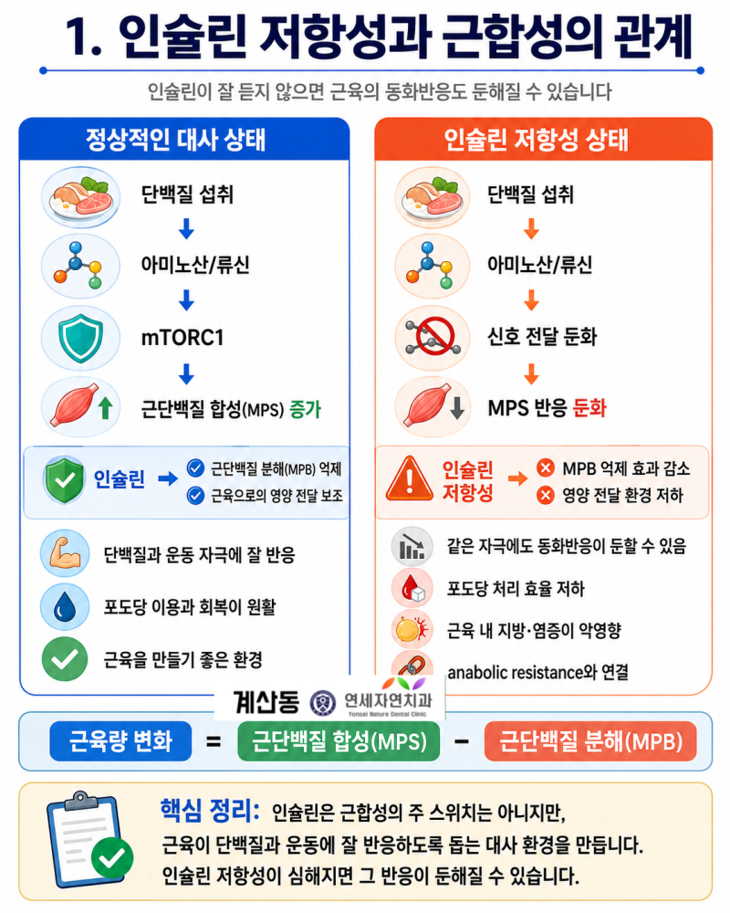 마운자로는 근육을 잃게 할까? 인슐린 저항성과 근합성의 관점에서