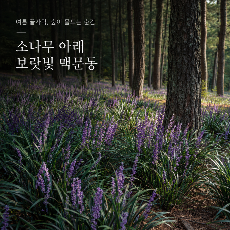 맥문동 꽃 개화시기, 소나무 아래 보랏빛 군락이 생기는 이유